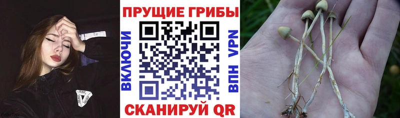 Галлюциногенные грибы прущие грибы  Жердевка 